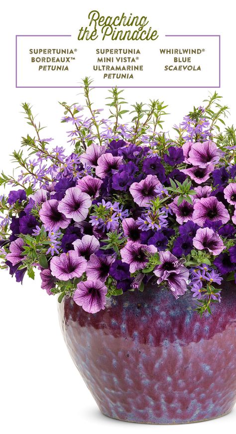 Purple reaches peak perfection in this gorgeous combination for sun! The larger, soft plum colored flowers of Supertunia Bordeaux pair beautifully with the smaller, rich blue-purple blooms of Supertunia Mini Vista Ultramarine. Whirlwind Blue Scaevola adds height and texture to the mix. Plant this container garden recipe in spring and enjoy its color thru fall! Purple Flowers In Pots, Planter Recipes, Petunia Planter, Container Recipes, Garden Wonderland, Curbside Appeal, Patio Flower Pots, Flower Combinations, Front Flower Beds