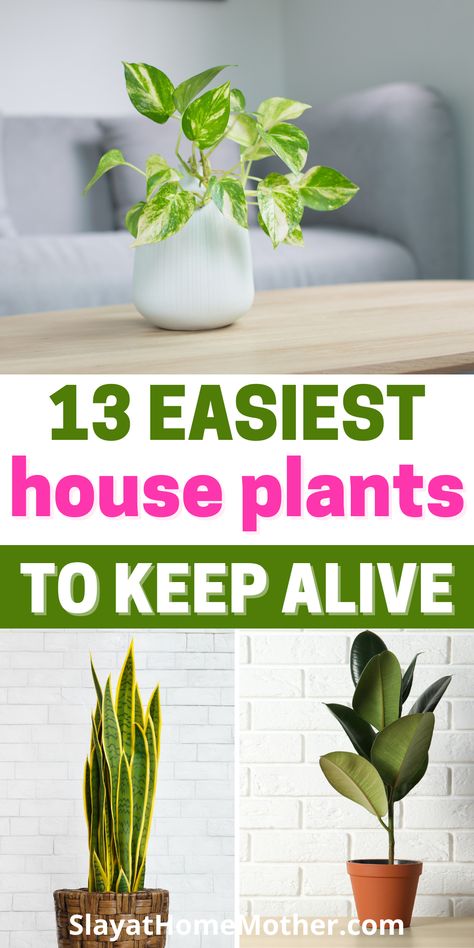 Best Starter House Plants, Care Of House Plants, Indoor Low Maintenance Plants, Cottage Plants Indoor, Easy Home Plants, Plants That Are Easy To Keep Alive, Indoor Plants That Clean The Air, Easy Plants To Take Care Of Indoors, Plants For The House