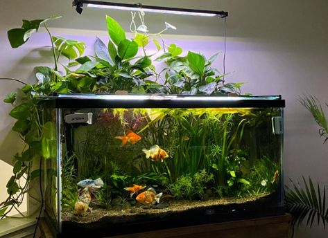 Goldfish Tank Ideas, Goldfish Tank Aesthetic, Fish Tank Aesthetic Bedroom, Aesthetic Fish Tank Decor, Asthetic Fish Tanks Ideas, Aesthetic Room With Fish Tank, Aethstetic Fish Tank, Cool Fish Tank Decorations, Goldfish Tank