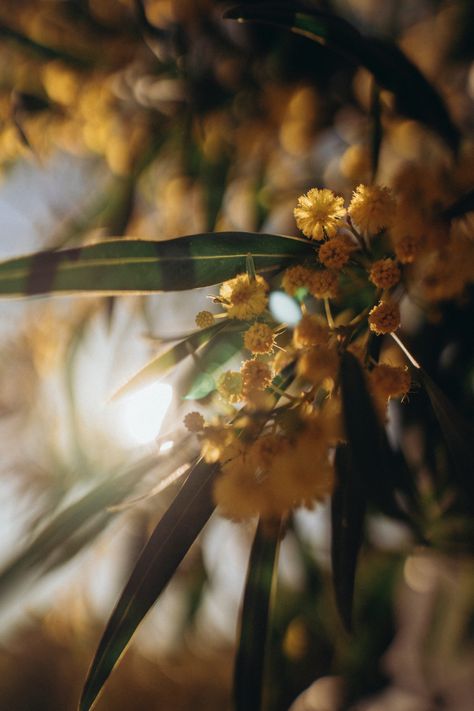 nature tree yellow glare sun eucalyptus mimosa Mimosa Aesthetic, Myth Painting, Drawing Book, Nature Tree, Wallpaper For Your Phone, Project Inspiration, Mimosa, Painting Projects, Spring Flowers