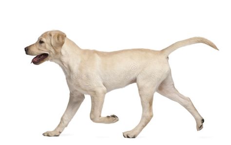 Young Labrador Retriever, 4 months old. In front of white background , #spon, #Retriever, #Labrador, #Young, #months, #background #ad Socializing Dogs, 4 Months Old, Lab Puppy, Image Film, Dog Brain, Best Dog Training, Labrador Retrievers, Labrador Puppy, Dog Runs