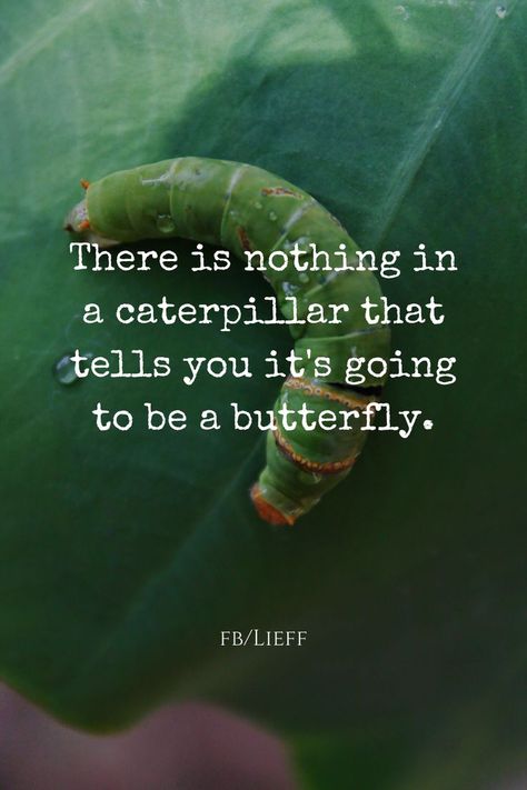 Caterpillar Quotes, Growth Quotes, Nature Quotes, A Butterfly, Insta Story, Caterpillar, Positive Quotes, Quotes, Nature