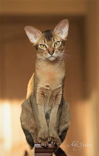 Abyssinian Gatos Cool, Abyssinian Cat, Abyssinian Cats, Abyssinian, Cute Kittens, Kitty Cats, Pretty Cats, Beautiful Cats, 귀여운 동물