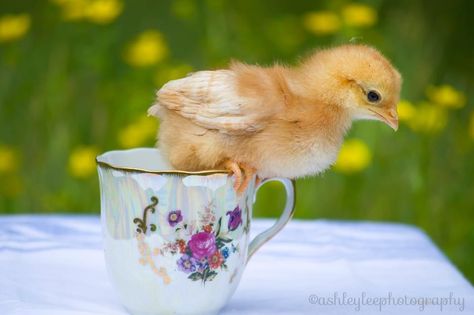 Baby chicken photos Chicken Photos, Baby Chicken, Baby Chickens, Photo Shoot, Chicken, Animals