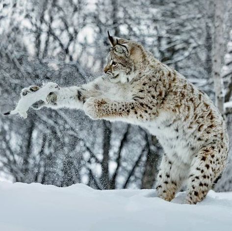 ♔ Le Lynx Lynx Kitten, Lynx Cat, Cat Species, Playing In The Snow, Exotic Cats, Your Spirit Animal, Pretty Animals, Wild Dogs, Snow Leopard