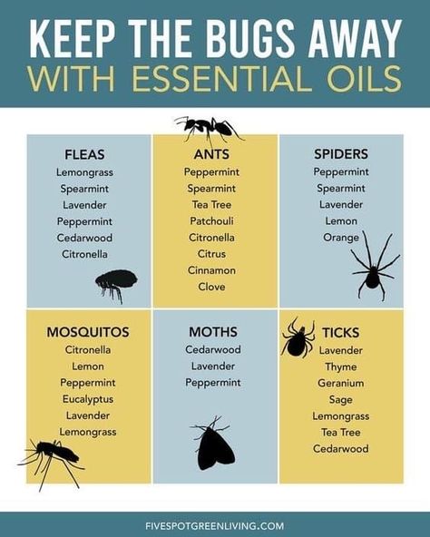 Ant Spray Essential Oils, Essential Oils For Ants, Essential Oils For Fleas, Essential Oil Bug Repellent, Insect Repellent Essential Oils, Essential Oil Bug Spray, Essential Oil Spray Recipes, Bug Spray Recipe, 1000 Lifehacks