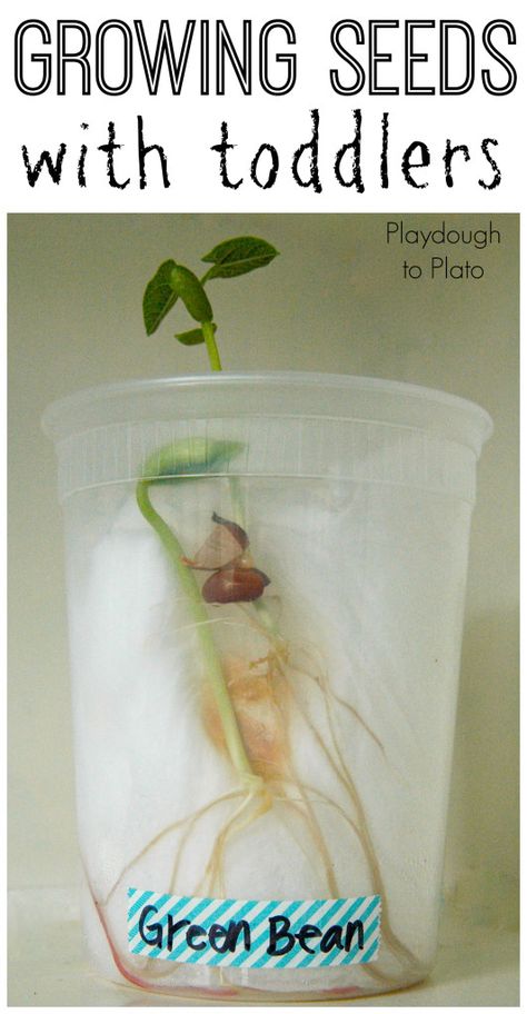 Kids' Science | Great tips for gowing seeds with toddlers. {Playdough to Plato} Science For Toddlers, Plant Activities, Spring Preschool, Preschool Science, Spring Activities, Growing Seeds, Green Bean, Preschool Fun, Toddler Learning