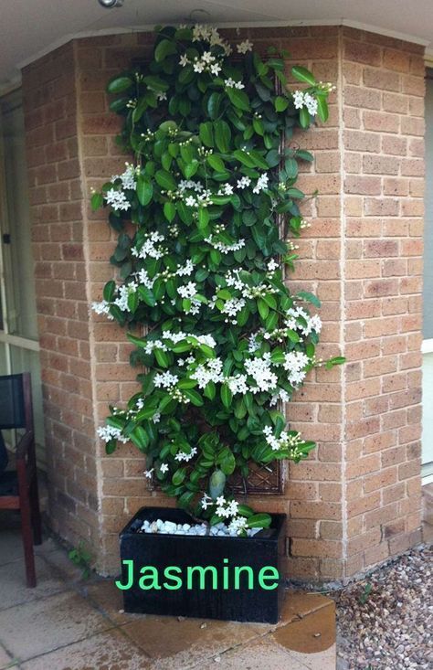 Move the jasmine inside for winter and grow it up a pergola when spring comes. #containergardening #FlowerGarden Jasmine Plant, نباتات منزلية, Garden Vines, Have Inspiration, Climbing Plants, Garden Cottage, Shade Garden, Front Garden, Outdoor Plants