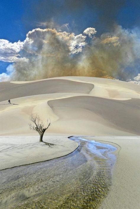 Lone Tree, Desert Landscape, Desert Landscaping, Sand Dunes, Nature Scenes, Amazing Nature, Nature Pictures, Natural Wonders, Nature Beauty