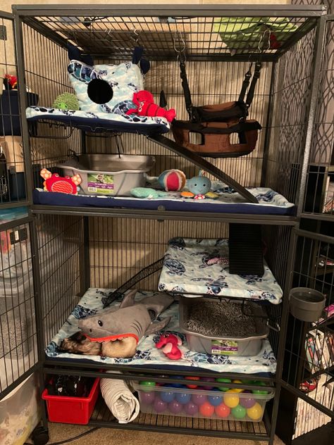 Ocean themed ferret liners, with all of the sea critters to keep them company Ferret Enclosure, Ferret Nation Cage, Critter Nation Cage, Ferret Cage, Animal Pen, Ferret, Dream Room, Baby Strollers, The Sea