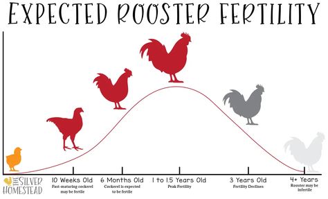 expected rooster fertility chart graph Hatching Egg & Hen Fertility Tracking Sheet Organize and Manage Chicken Breeding Pens rooster roo cockerel hen hens pullet pullets males females breeder breed breeds coop aviary run hutch yard backyard chickens free printable pdf record keeping tacking tracker track sheets paper printables freebie keep good records binder page list hybrid colored egg eggs rare breeds purebred back cross olive egger easter egger whiting true blue marans F1 F2 F3 F4 F5 F6 F7 F8 F9 BC1 BC2 BC3 BC4 welsummer speckled dark chocolate olives heavy bloom pink purple purplish blue green drab speckling speckles help assistance assistant file files DIY grid chart graph graphics Chicken Breeding Pens, Farming 101, Egg Chart, Chicken Breeds Chart, Chicken Breeding, Fertility Chart, Olive Egger, Hatching Egg, Poultry Breeds