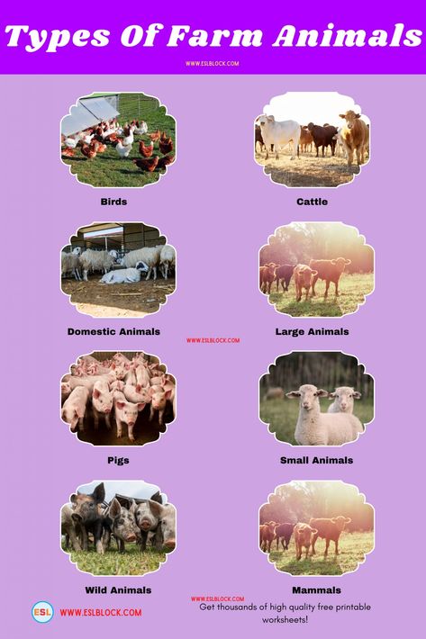 Beginner Farm Animals, Best Farm Animals For Beginners, List Of Farm Animals, Beneficial Farm Animals, Farm Animals And Their Babies, Types Of Farming, Animal Infographic, Broiler Chicken, Family Compound