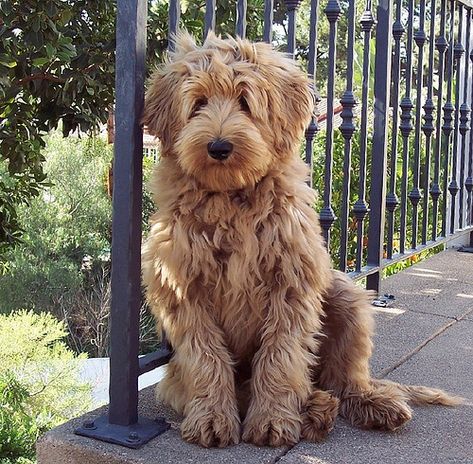 fluffy labradoodle | Flickr - Photo Sharing! Australian Labradoodle, Big Bucks, Love My Dog, Airedale Terrier, Glitter Shoes, Labradoodle, Goldendoodle, Cocker Spaniel, 귀여운 �동물