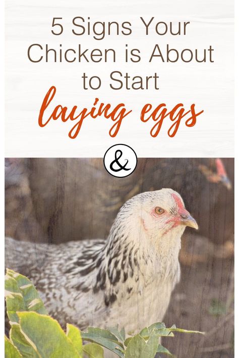 When Do Chickens Start Laying Eggs, What Age Do Chickens Start Laying Eggs, How To Make Chickens Lay More Eggs, Chickens Laying First Eggs, How To Get Chickens To Lay More Eggs, Buff Chicken, Buff Brahma Chicken, Olive Egger Chicken, Types Of Chickens And Their Eggs