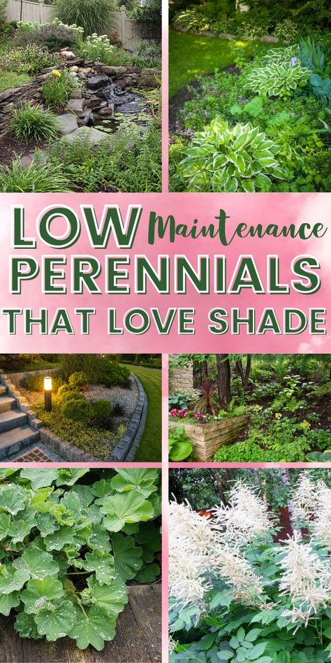 Here are the top low maintenance shade-loving perennials to add effortless beauty to your garden all year round. With these easy-to-care-for plants, create a lush, vibrant outdoor space without the hassle. Shade Garden Pathways, Shady Perennial Garden Ideas, Shade Butterfly Garden, Shady Backyard Landscaping Ideas, Low Maintenance Shade Garden, Low Maintenance Shade Plants, Perinals Flowers Beds Shade, Shady Yard Landscaping Ideas, Shade Loving Plants For Pots