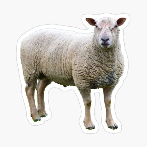 Get my art printed on awesome products. Support me at Redbubble #RBandME: https://www.redbubble.com/i/sticker/Angry-Sheep-by-vuilwerk/73241109.JCQM3?asc=u Sheep Sticker, Redbubble Stickers, Glossier Stickers, Art Inspo, Sheep, My Art, Awesome Products, Independent Artist, Cow