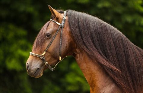 Paso Fino Horse: Breed Profile Horse Lead, Spanish Horse, Pony Breeds, Welsh Pony, Walking Horse, Horse Rescue, Andalusian Horse, Thoroughbred Horse, All About Horses