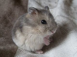 Djungarian dwarf hamster. Looks just like my pet hamster Muffin! Winter White Hamster, Russian Hamster, Bear Hamster, Hamster Pics, Hamster Care, Baby Hamster, Funny Hamsters, Syrian Hamster, Cute Rats