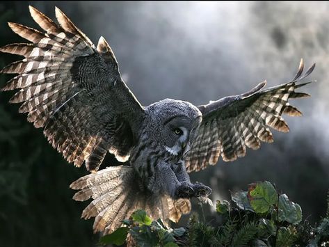 Owl Wings, Prey Animals, Nocturnal Birds, Owl Wallpaper, Owl Photos, Owl Pictures, Gray Owl, Great Horned Owl, Beautiful Owl