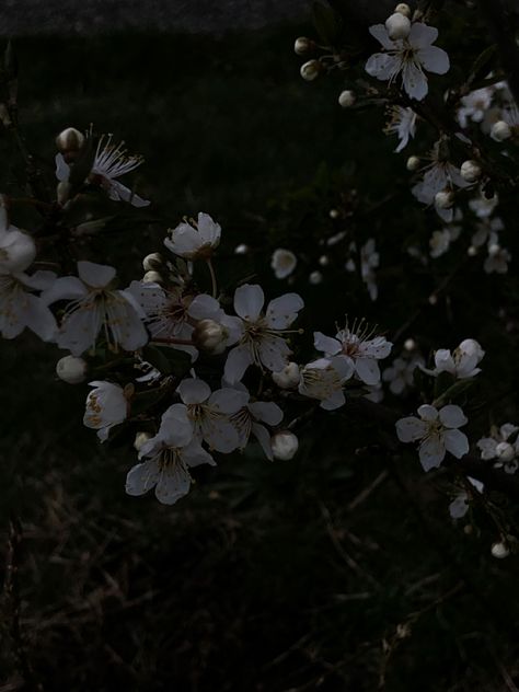 Cottagecore Plants, Dark Cottagecore Aesthetic, Nature Cottagecore, Wilted Flowers, Hipster Drawings, Light Grunge, Macbook Air Wallpaper, Flowers Cute, White Poppy