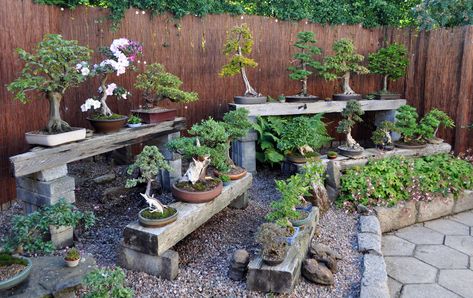 Bonsai Garden Ideas, Flowering Bonsai Tree, Bonsai Tree Types, Indoor Bonsai Tree, Minimalist Garden, Indoor Bonsai, Japanese Garden Design, Bonsai Art, Bonsai Plants