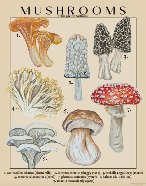 Pacific Northwest Mushrooms, Poster Mushroom, Fungi Illustration, Scientific Art, Butterfly Garden Plants, Scientific Poster, Mushroom Poster, Mushroom Drawing, Cute Fall Wallpaper