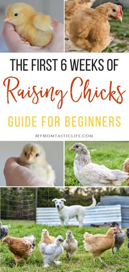 Pictures Of Chickens, Como Plantar Pitaya, Urban Chicken Farming, Chicken Raising, Baby Chicks Raising, Raising Chicks, Urban Chickens, Backyard Chicken Farming, Raising Backyard Chickens