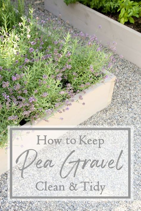 How to keep pea gravel clean!#peagravel #tips #hacks #gardening #gardeningtips #landscaping French Pea Gravel Garden, Backyard Pea Gravel Landscaping, Landscape With Pea Gravel, Japanese Gravel Garden, Pea Shingle Garden Ideas, Pea Gravel Raised Bed Garden, How To Keep Pea Gravel In Place, Pea Gravel Edging Ideas, Garden With Pea Gravel