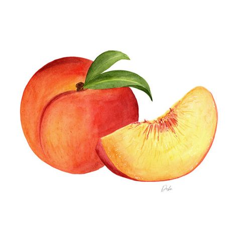 Peaches Illustration Craft Beer Design, Illustration Fruit, Vegetable Drawing, Peach Illustration, Food Art Painting, Farm Animals Birthday Party, Learn Watercolor Painting, Fruits Drawing, Learn Watercolor