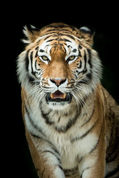 Tiger Wallpaper Iphone, Tiger Photography, Tiger Wallpaper, Tiger Pictures, Tiger Art, Majestic Animals, Tiger Tattoo, A Tiger, Wallpapers Iphone