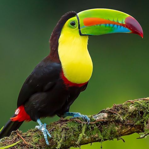 n my trip to Costa Rica the Keel-Billed Toucan quickly became one of my favorites. There was no shortage of them and every time I saw one Keel Billed Toucan, Toucan Art, Birds Chirping, Rainforest Animals, Amazing Birds, Wild Animals Pictures, Most Beautiful Birds, Bird Pictures, Exotic Birds