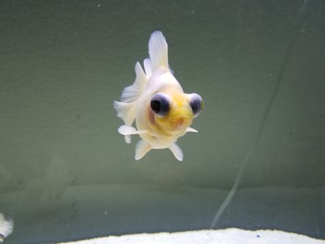 Matt White Butterfly Telescope Goldfish Telescope Goldfish, White Goldfish, Fancy Fish, Goldfish Tank, Fancy Goldfish, Fish Bowls, Undersea World, Cute And Funny Animals, Types Of Gold