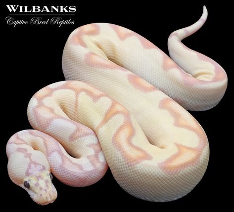 Banana Enchi FireFly Clown Ball Python Enchi Ball Python, Pink Ball Python, Banana Python, Boop Noodle, Snake Morphs, Adorable Snakes, Clown Ball Python, Dream Snake, Rosy Boa