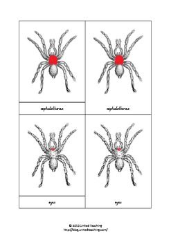 Montessori Three Part Cards - Parts of a Spider Parts Of A Spider, Nativity Printables, Montessori Classroom Ideas, Montessori Zoology, Spider Unit, Insect Study, Elementary Montessori, Science Area, Spider Theme