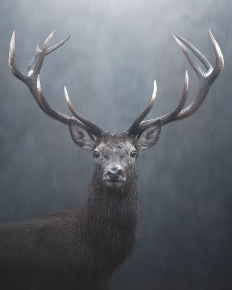 Jonathan Giovannini on Instagram: “Portrait pt. 3, deer in the rain! The weather was very adverse and to photograph this animal I got soaked! . . #Wildgeography #justanmls…” Deer Photos Photography, Elk Pictures, Animal Stencil Art, Deer Photography, Wild Animals Photography, Deer Photos, Deer Pictures, Deer Painting, Wild Animals Pictures