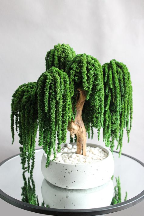 Clay Bonsai Tree, Willow Bonsai Tree, Weeping Willow Bonsai, Bonsai Tree Indoor, Willow Bonsai, Bonsai Terrarium, Bonsai Inspiration, Nanak Jayanti, Weeping Trees