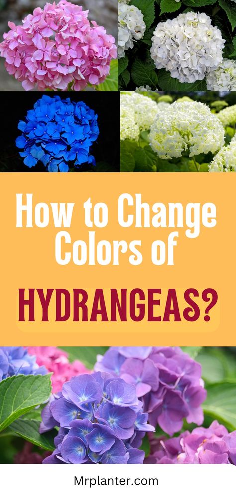 How to Change Color of Hydrangeas Hydrangea Color Change, Flowers In Garden, Hydrangea Serrata, Hydrangea Shrub, Types Of Hydrangeas, Bigleaf Hydrangea, Hydrangea Bloom, Hydrangea Bush, Hydrangea Arrangements