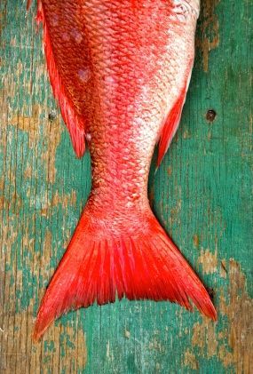 Red Snapper Recipes, Snapper Recipes, Red Snapper, Fresh Fish, Red Fish, Fish Dishes, Fish Art, How To Dry Oregano, Fish Recipes