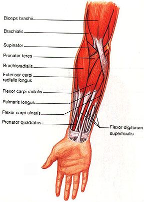 The flexor carpi ulnaris (FCU) muscle is a muscle of the human forearm that acts to flex and adduct the hand. Description from snipview.com. I searched for this on bing.com/images Flexor Carpi Radialis, Palmaris Longus, Forearm Muscle Anatomy, Pronator Teres, Functional Anatomy, Upper Limb Anatomy, Body Muscle Anatomy, Muscular System Anatomy, Human Muscle Anatomy