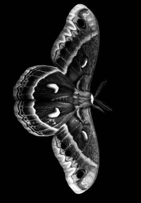 Moth Pfp Aesthetic, Fairy Rogue, Mothman Cosplay, Dino Bathroom, Moth Photography, Dnd Fairy, Lamp Costume, Aa Tattoos, Cecropia Moth