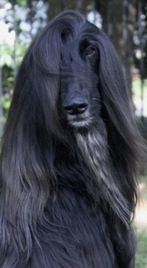 Black Afghan, Afghan Beauty, Afghan Hounds, Sight Hounds, Afghan Hound, Pretty Dogs, Pretty Animals, Hound Dog, Dog Trainer