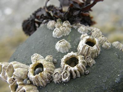 Barnacles Art, Kaai Yuki, Molluscs, School Night, Crustaceans, Rock Pools, My Classroom, Natural Forms, Patterns In Nature