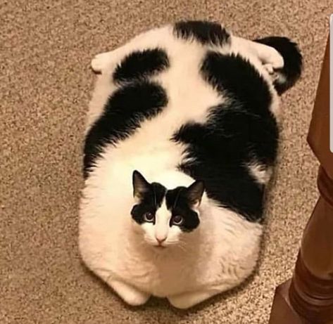 Fat Hairless Cat, Obese Cat, Cute Fat Cats, A Silent Voice Anime, Cat Shedding, Silly Cats Pictures, Cat Icon, Silly Animals, Fat Cats