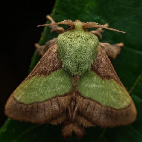 Parasa chloris (moth) Photo made by Jeremy Nature Photos Fluffy Moths, Fluffy Moth, Moth Photo, Silkworm Moth, Moth Aesthetic, Giant Moth, Micro World, Rosy Maple Moth, Moth Species