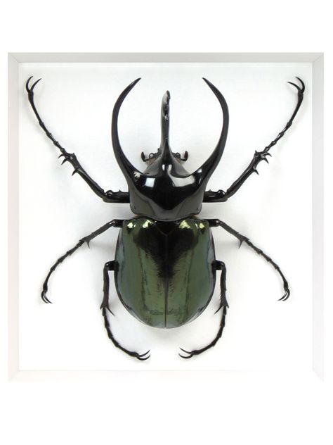 Beetle Reference Photo, Atlas Beetle Tattoo, Rhinosaurus Beetle, Beetle Reference, Insects Reference, Beetle Photography, Insect Reference, Beetle Photo, Beetle Taxidermy