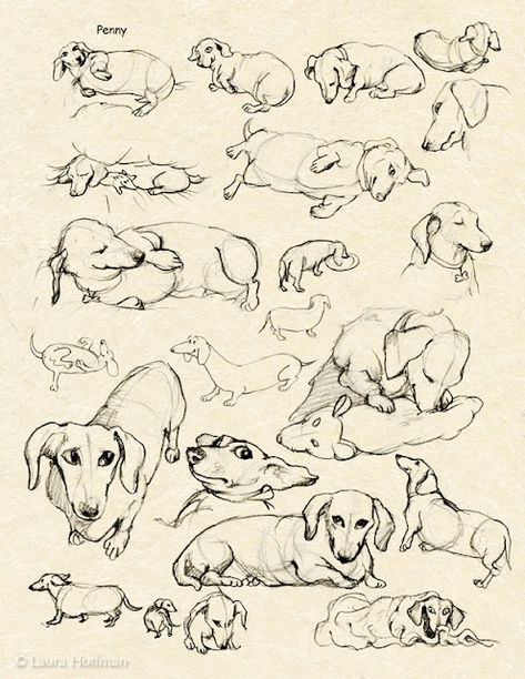 Laura Hoffman Illustration & Design: My Muse: Penny the Dachshund Dachshund Drawing, Dachshund Illustration, Dachshund Tattoo, Dachshund Breed, Coloring Page Printable, Dachshund Art, My Muse, 강아지 그림, Dog Coloring Page