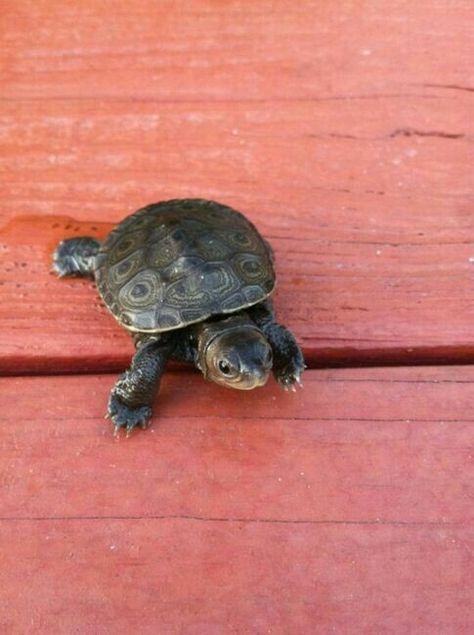 Box Turtles, Turtle Time, Aquarium Terrarium, Pet Turtle, Tiny Turtle, Tortoise Turtle, Animals Amazing, Turtle Love, Pet Animals