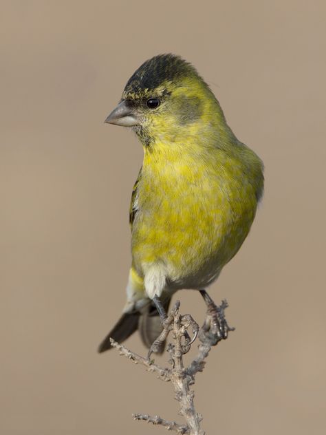 186. Black-chinned Siskin (Spinus barbatus) | found in Argentina, Chile and the Falkland Islands, its natural habitats are temperate forests and heavily degraded former forest Siskin, Falkland Islands, Peregrine, Song Bird, Forest, Animals, Black, Argentina, Nature