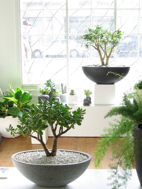 Jade Plant Bonsai, Jade Plant Care, Coffee Table Plants, Bonsai Tree Care, Succulent Bonsai, Jade Plant, Plant Care Houseplant, Succulent Garden Diy, Deco Nature