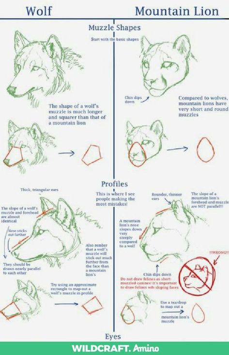 Pin by shay gable on drawing | Animal drawings, Canine drawing, Animal sketches Cat Hand Drawing, How To Draw Animals, Wolf Sketch, Canine Drawing, Cat Drawing Tutorial, Dog Anatomy, Cat Hand, Draw Animals, Animal Study